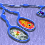 lab_molecular_mechanisms_soukup