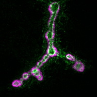 Drosophila Neuromuscular Junctions synapses expressing a fluorescent exosome marker (green) presynaptic and stained with anti-DLG to label the postsynaptic site