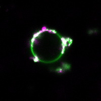 In vitro membrane reconstitution assay using giant unilamellar vesicles (GUVs) and purified recombinant proteins. GUVs shows recruitment of autophagic proteins (magenta) to highly curved GUV membranes (in green).