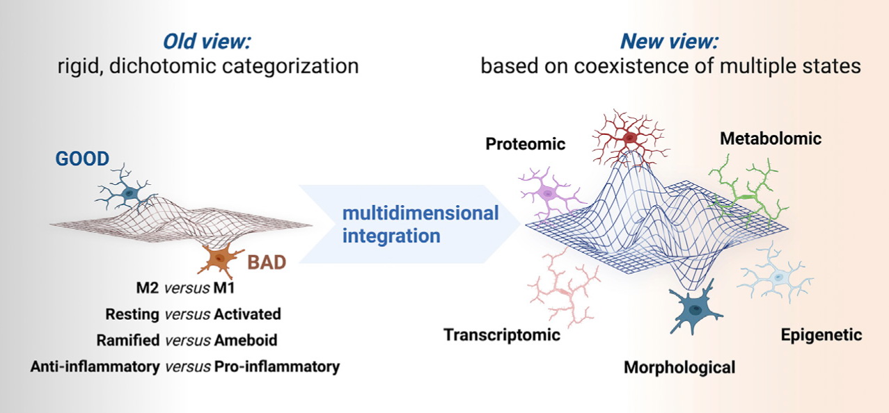 Roadmap For Microglia Study - Achucarro Basque Center For Neuroscience