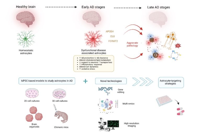 HiPSC-based Models To Decipher The Contribution Of Human Astrocytes To ...